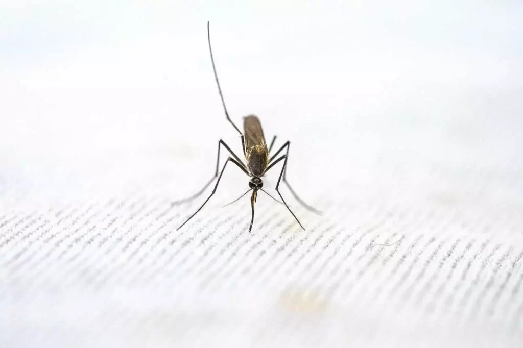 Em razão dos 749 casos confirmados da dengue, causada pelo mosquito Aedes Aegypti, Mariana decretou estado de emergência em saúde