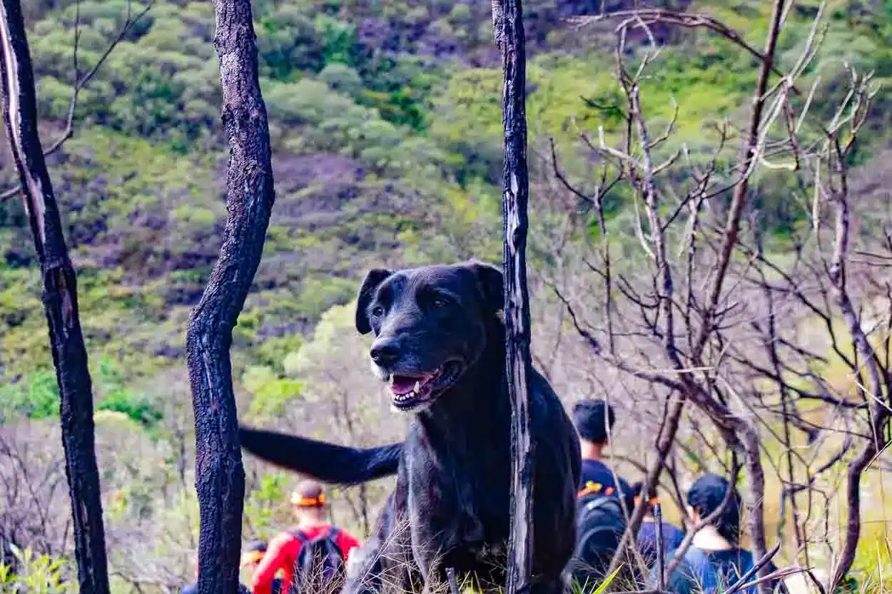 Cadela Sofia Helena se divertiu na primeira cachoeira e molhou os presentes ao se sacudir - Foto: Ana Beatriz Justino/Agência Primaz