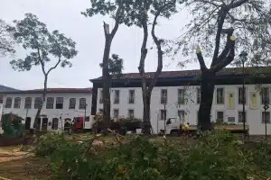 árvore caída no jardim de mariana