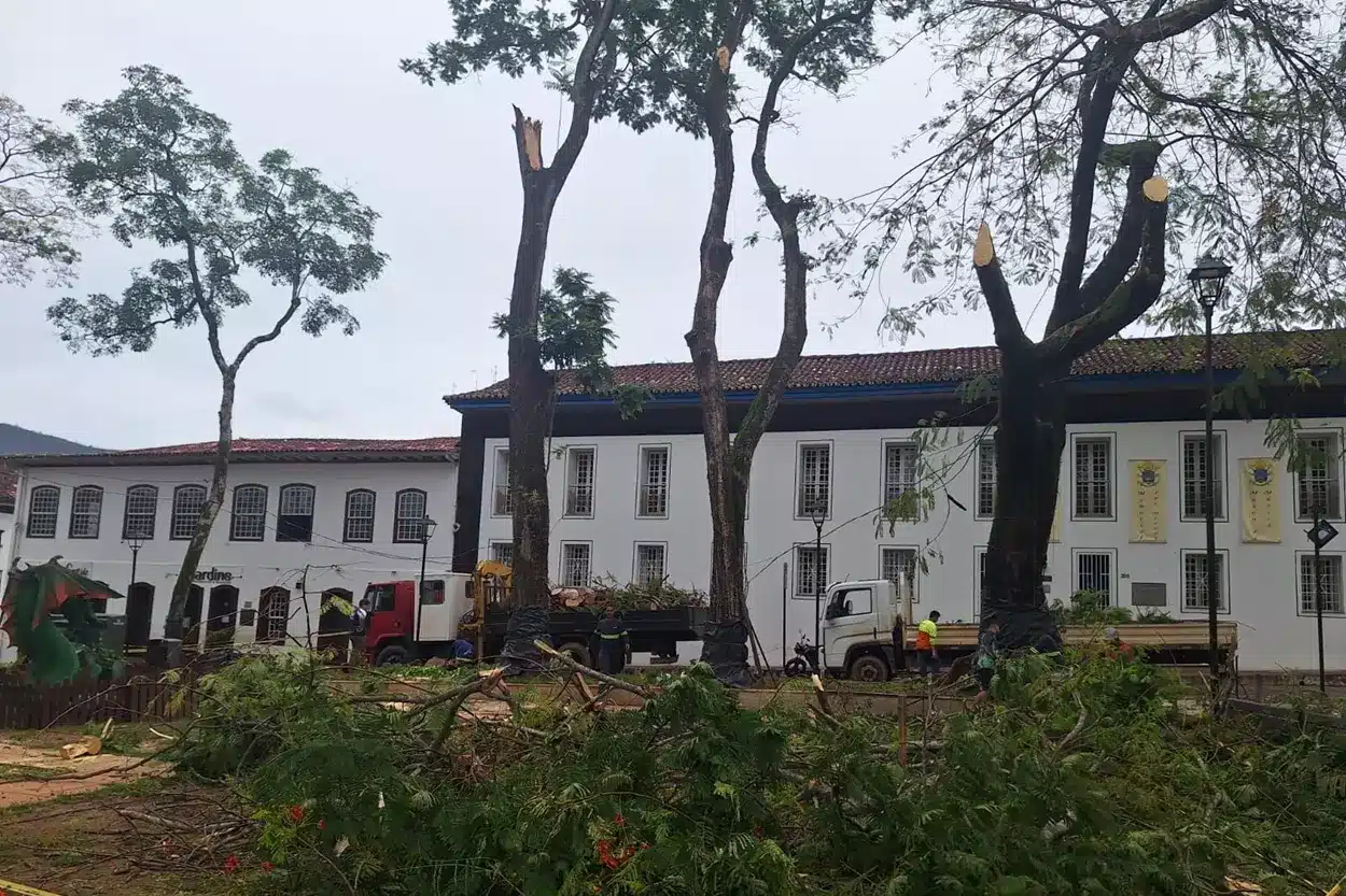árvore caída no jardim de mariana